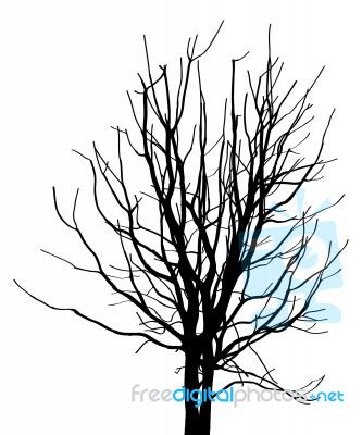 Dead Tree Without Leaves Isolated Stock Image
