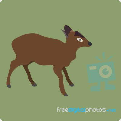 Deer Stock Image