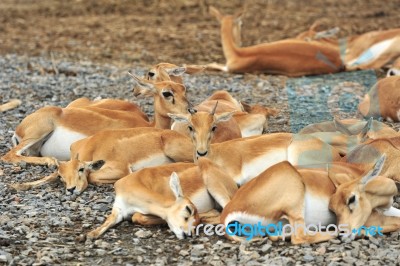 Deer Family Stock Photo