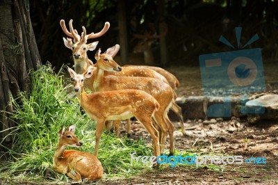 Deer Family In Zoo Stock Photo