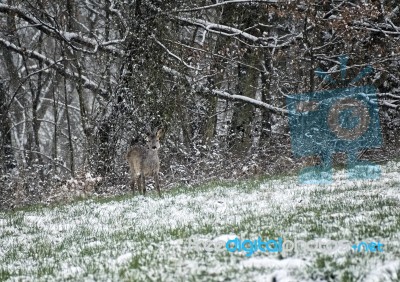 Deer In Winter Stock Photo