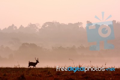 Deer Running Stock Photo