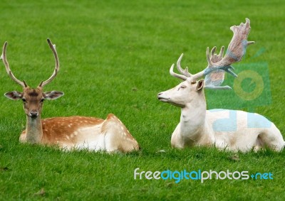 Deers In Love Stock Photo