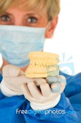 Dentist Holding A Mold Of Denture Stock Photo