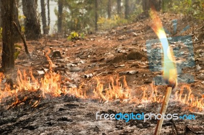 Destroyed By Burning Forest Stock Photo