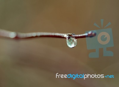 Dewdrop Stock Photo