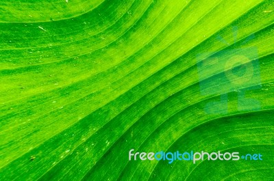 Dirty Green Banana Leaf Texture Stock Photo