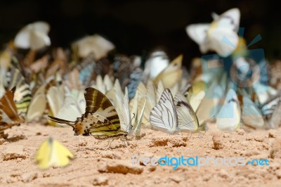 Diversity Of Butterfly Species,butterfly Eating Salt Licks On Ground Stock Photo