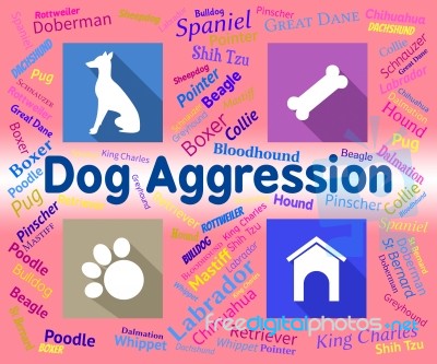 Dog Aggression Represents Angry Aggressor And Pet Stock Image