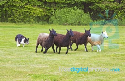 Dog And Sheep Stock Photo