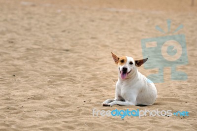 Dog In Beach Stock Photo