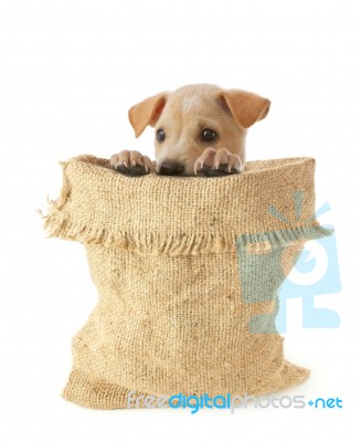 Dog Looking Out From Sack Stock Photo
