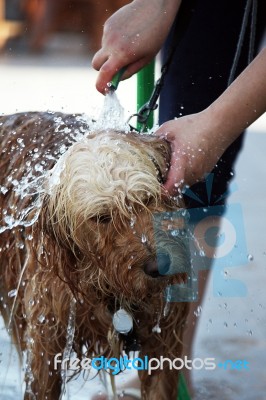 Dog On The Bath Stock Photo