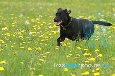 Dog Running Through A Field Stock Photo