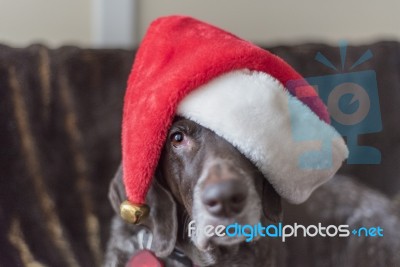 Dog Wearing Santa Hat Holiday Hangover Stock Photo