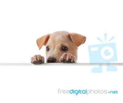 Dog With Empty Board Stock Photo