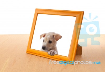 Dog With Frame Stock Photo