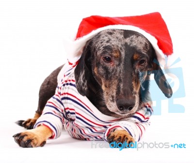 Dog With Santa Hat Stock Photo