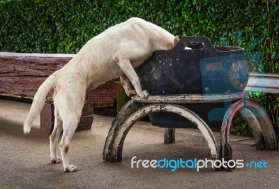 Dogs Was Rummaging Stock Photo