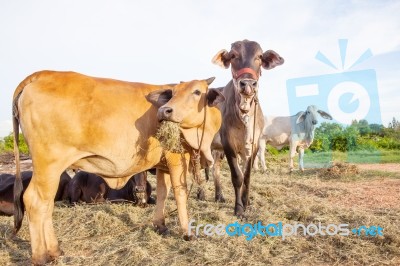 Domestic Cattle In Rural Farm Field Stock Photo