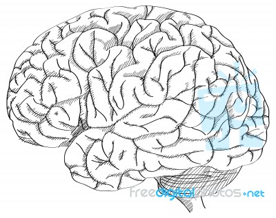 Doodle Uman Brain Outline Sketched Up Stock Image