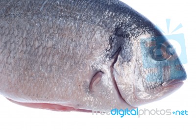 Dorado Fish Stock Photo