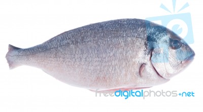 Dorado Fish Stock Photo