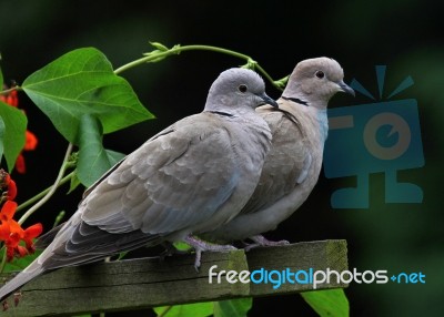 Doves Stock Photo
