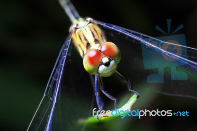 Dragonfly Stock Photo