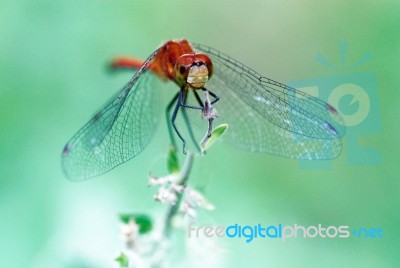 Dragonfly Stock Photo