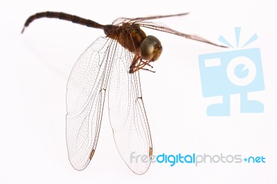 Dragonfly Isolate On White Stock Photo