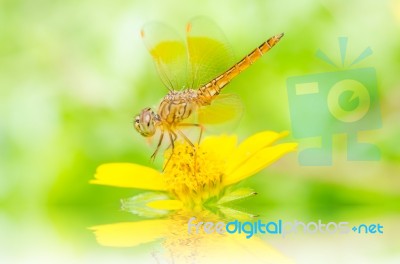 Dragonfly on flower Stock Photo