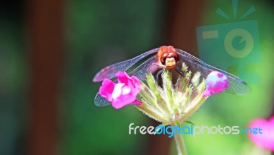 Dragonfly On Flower Stock Photo