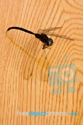 Dragonfly On Wood Table Stock Photo
