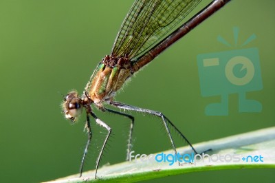 Dragonfly Resting On A Leaf Stock Photo