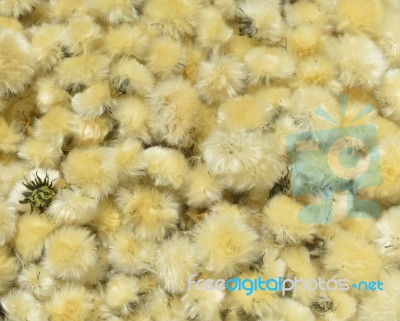dandelion dried flowers