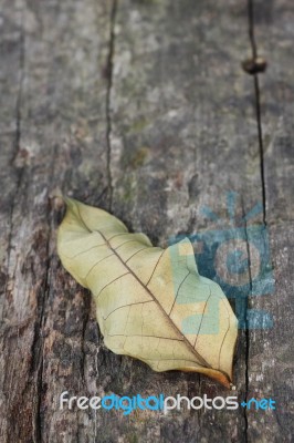 Dried Leaf Stock Photo