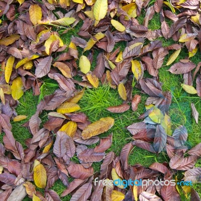 Dried leaf background Stock Photo