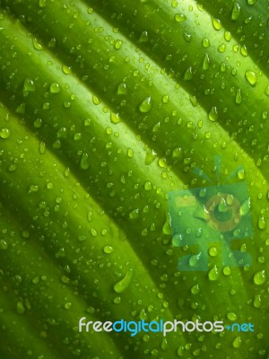 Drop Of Water On The Green Leaf Stock Photo