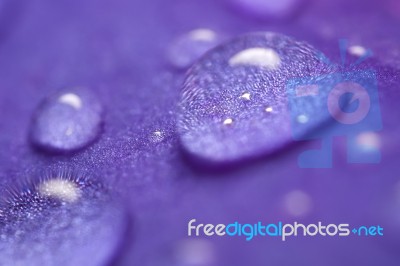 Droplet On Purple Background Stock Photo