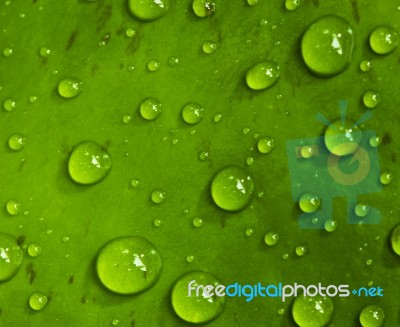 Drops On Green Leaf Stock Photo