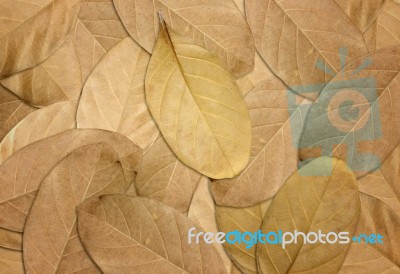 Dry Leaves Autumn Background Stock Photo