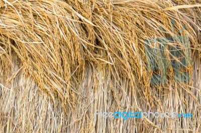 Dry Paddy Rice Stock Photo