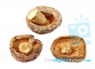 Dry Shiitake Mushroom Isolated On White Stock Photo