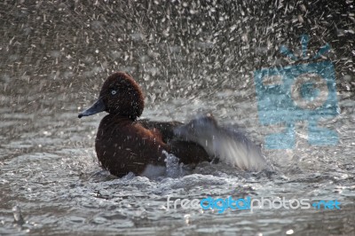 Duck Bathing Stock Photo
