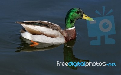 Duck In Water Stock Photo