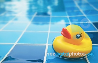 Duck Pool Stock Photo
