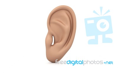 Ear Anatomy Stock Image