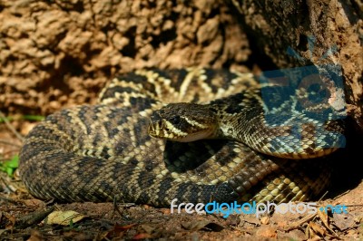 Eastern Diamondback Rattlesnake Stock Photo