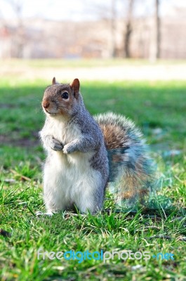 Eastern Grey Squirrel Stock Photo